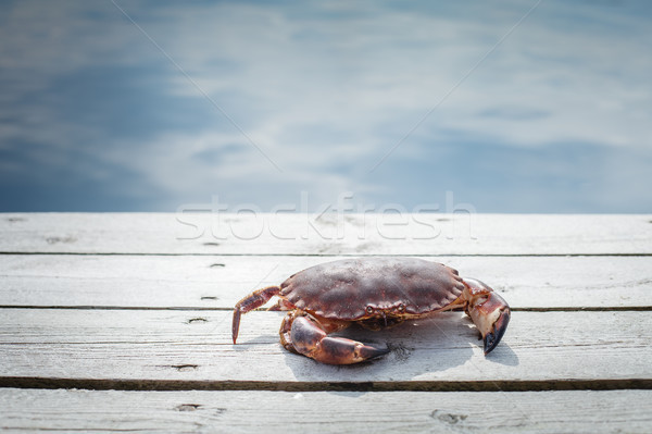 alive crab standing on wooden floor Stock photo © svetography