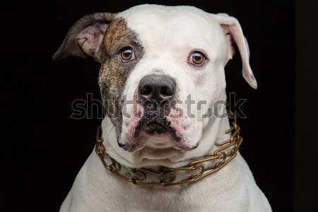 Câine portret adult american bulldog uita Imagine de stoc © svetography