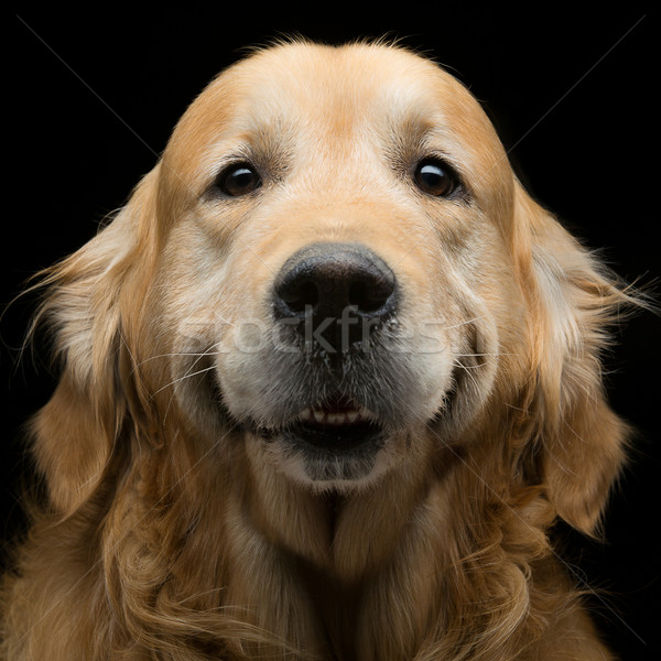 Golden retriever portret piękna dorosły Zdjęcia stock © svetography