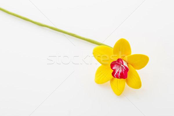 Beautiful yellow narcissus Stock photo © svetography