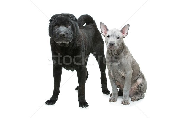Güzel köpekler yalıtılmış beyaz eski siyah Stok fotoğraf © svetography