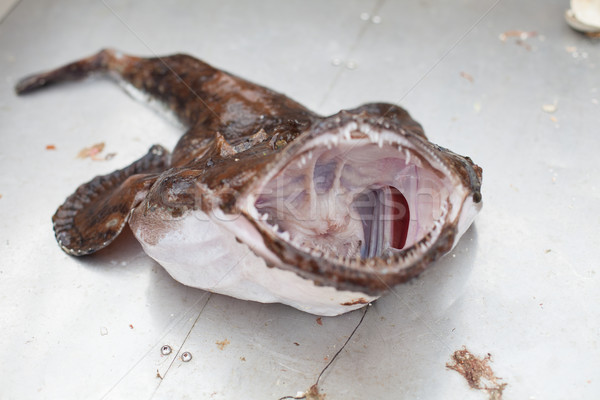 Angler Fisch frisch scary groß Stock foto © svetography