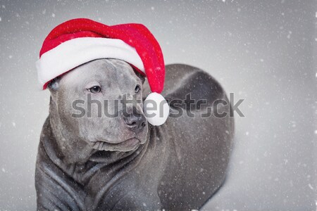 Negro navidad sombrero hermosa perro rojo Foto stock © svetography