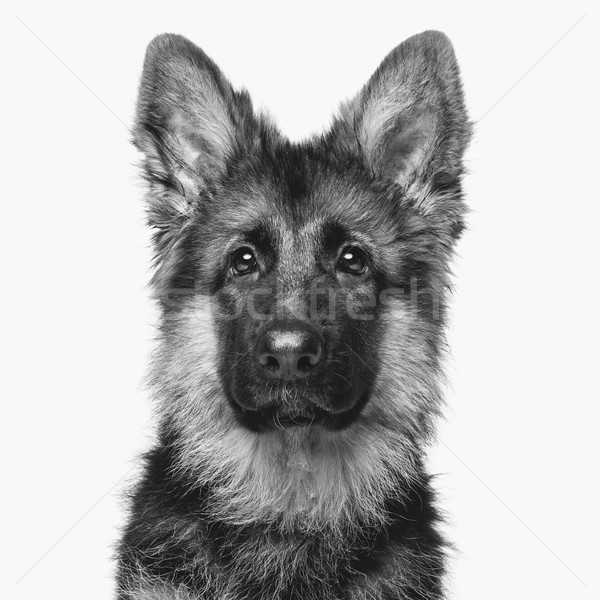 beautiful german shepard puppy Stock photo © svetography