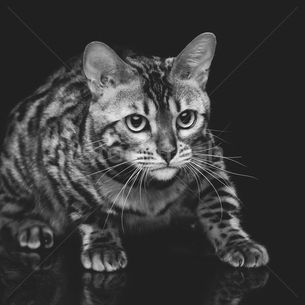 Schönen Katze Porträt etwas Stock foto © svetography