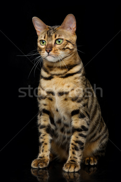 Beautiful bengal cat Stock photo © svetography