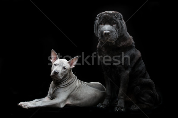 Güzel köpekler siyah eski köpek Stok fotoğraf © svetography