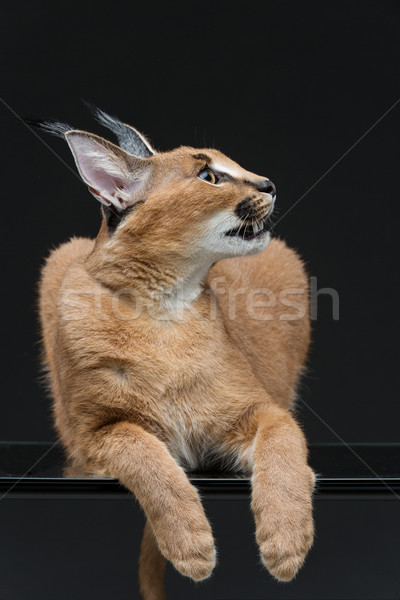 Schönen Luchs schwarz Monate alten Kätzchen Stock foto © svetography