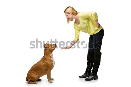 Girl with amstaff dog Stock photo © svetography