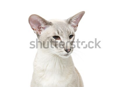 Beautiful oriental siam cat Stock photo © svetography