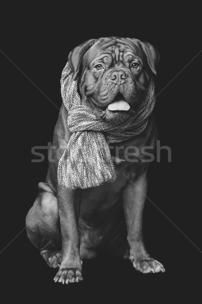 beautiful bordeaux dogue dog in scarf Stock photo © svetography