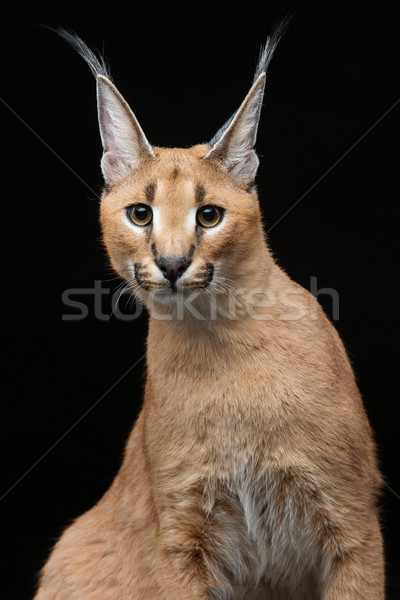 Beautiful caracal lynx over black background Stock photo © svetography