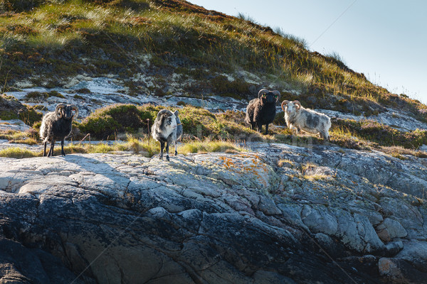 Beautiful view on island with rams Stock photo © svetography