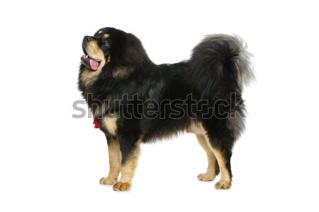 Piękna duży dog angielski psa portret stałego Zdjęcia stock © svetography