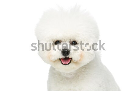 Foto stock: Belo · cão · isolado · branco · cópia · espaço · feliz