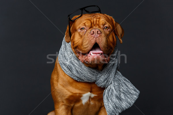 beautiful bordeaux dogue dog in scarf Stock photo © svetography