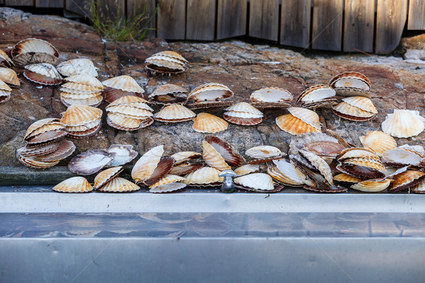 Many scallop shells lying near sink Stock photo © svetography