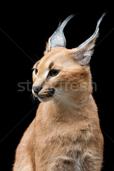 Beautiful caracal lynx over black background Stock photo © svetography