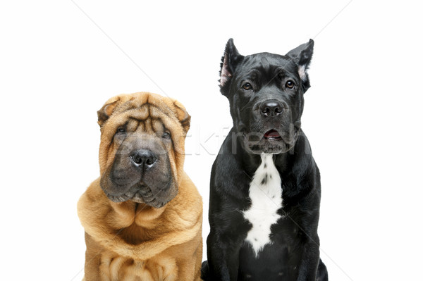 Güzel iki köpek yavrusu köpekler yalıtılmış Stok fotoğraf © svetography