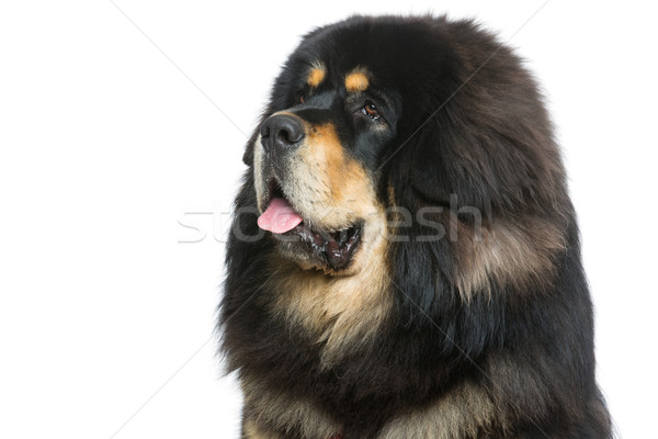 Schönen groß Mastiff Hund Porträt Stock foto © svetography
