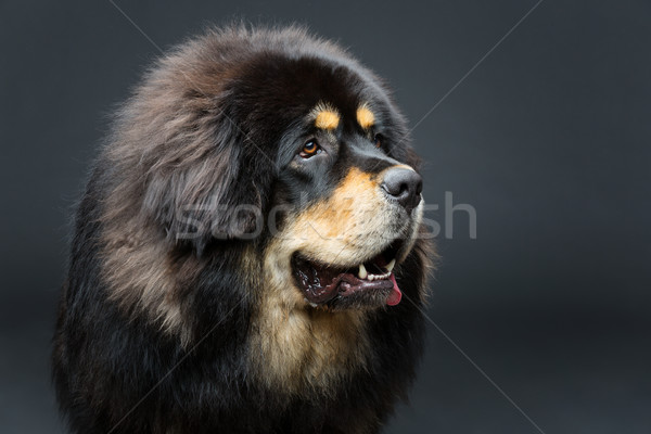 Güzel büyük mastı köpek portre Stok fotoğraf © svetography