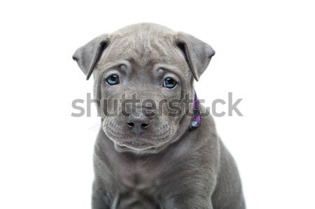 Thai ridgeback puppy isolated on white Stock photo © svetography