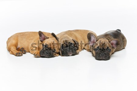 [[stock_photo]]: Cute · français · bulldog · chiots · dormir · belle