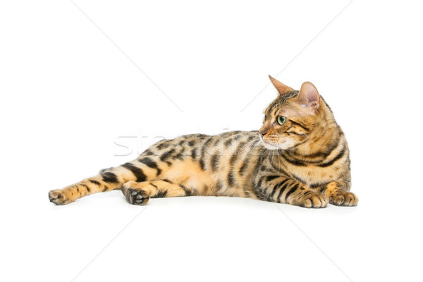 Piękna bengalski kot portret odizolowany biały Zdjęcia stock © svetography