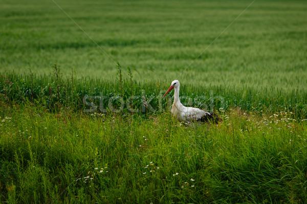 Foto d'archivio: Cicogna · piedi · campo · in · erba · outdoor · shot · luce