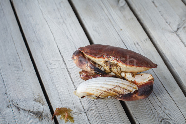 Lebendig Krabbe halten Klaue stehen Holzboden Stock foto © svetography