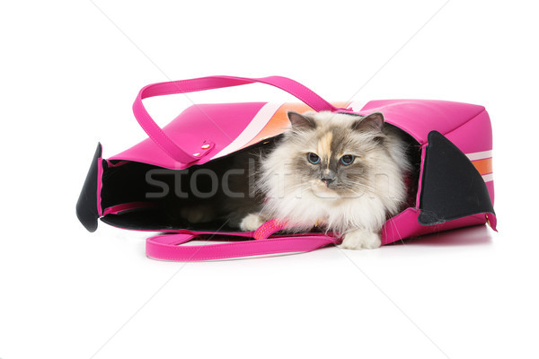 beautiful birma cat in pink pullover Stock photo © svetography