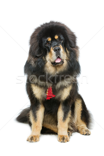 Güzel büyük mastı köpek portre oturma Stok fotoğraf © svetography