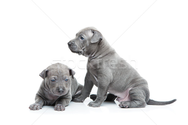 Two thai ridgeback puppies isolated on white Stock photo © svetography