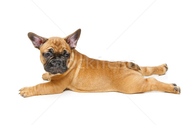 Aranyos francia bulldog kutyakölyök gyönyörű kicsi Stock fotó © svetography