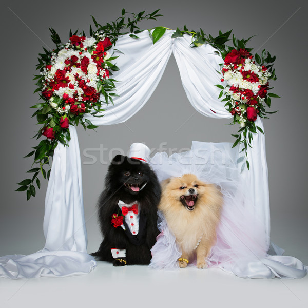 Stockfoto: Hond · bruiloft · paar · bloem · boog · mooie