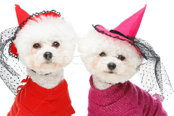 красивой собаки два Хэллоуин ведьмой костюмы Сток-фото © svetography