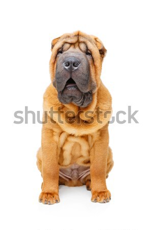 beautiful shar pei puppy Stock photo © svetography