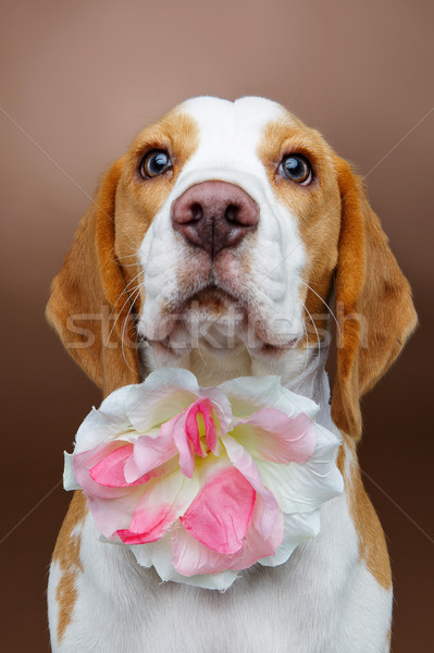 Foto stock: Hermosa · Beagle · perro · flor · nina · marrón