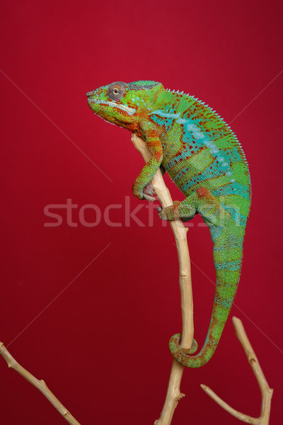 Levend kameleon reptiel vergadering tak Stockfoto © svetography