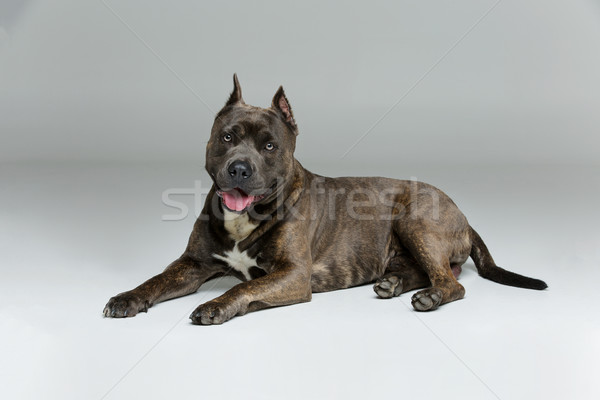 美しい 犬 虎 青 色 ストックフォト © svetography