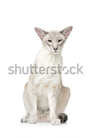 Beautiful oriental siam cat Stock photo © svetography