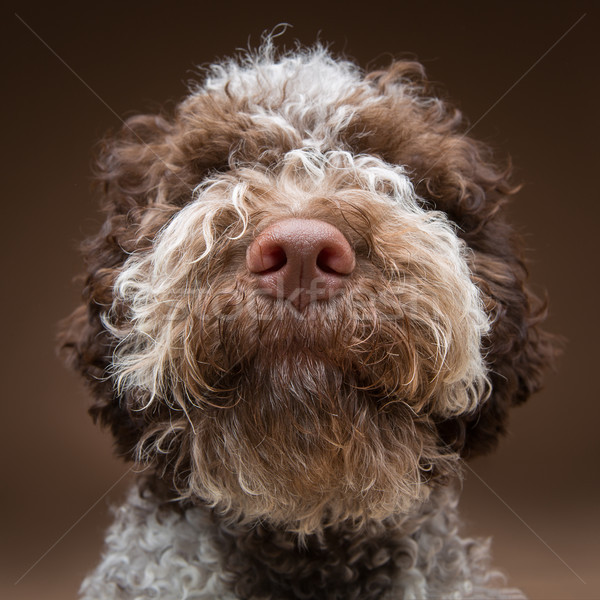 Schönen braun fluffy Welpen Hund Stock foto © svetography