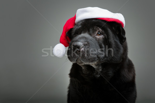 black shar pei in xmas hat Stock photo © svetography