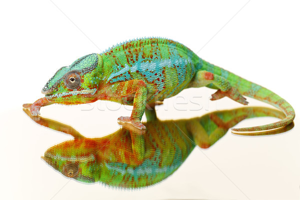 [[stock_photo]]: Vivant · caméléon · reptile · séance · miroir · surface