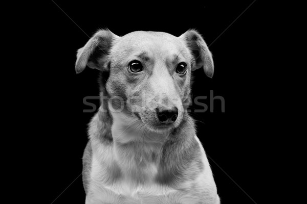 Foto stock: Jack · russell · terrier · retrato · belo · adulto