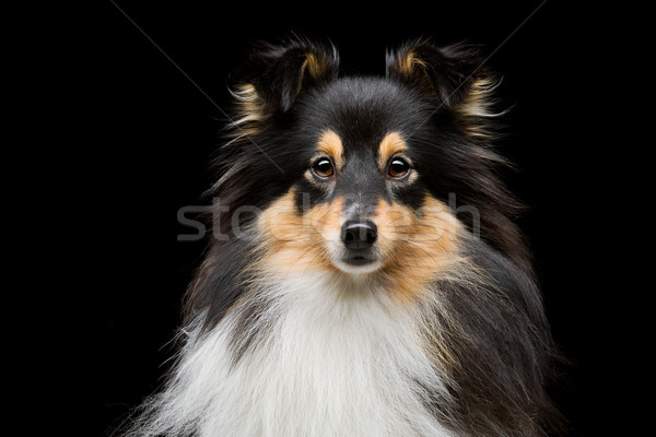 Sheltie dog Stock photo © svetography