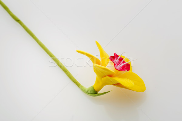 Beautiful yellow narcissus Stock photo © svetography