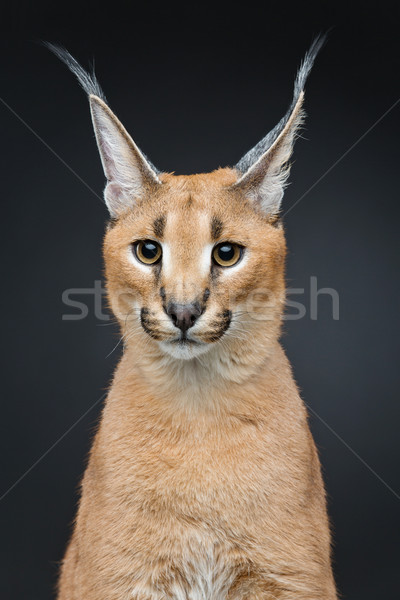 Beautiful caracal lynx over black background Stock photo © svetography