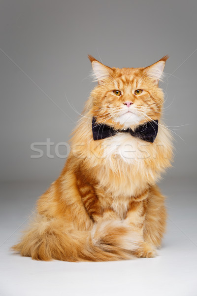 Beautiful maine coon cat with bow tie Stock photo © svetography