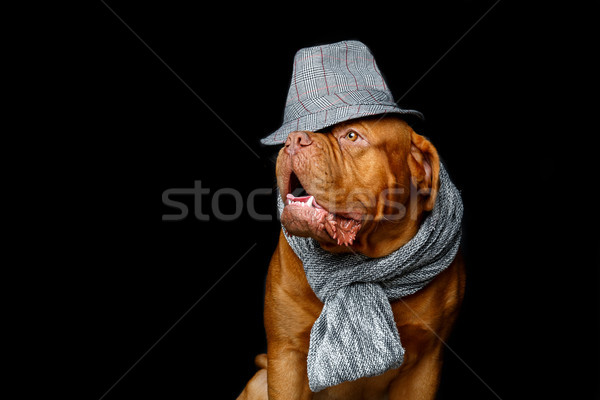 beautiful bordeaux dogue dog in scarf Stock photo © svetography